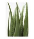 KARE roślina dekoracyjna ALOE 69 cm