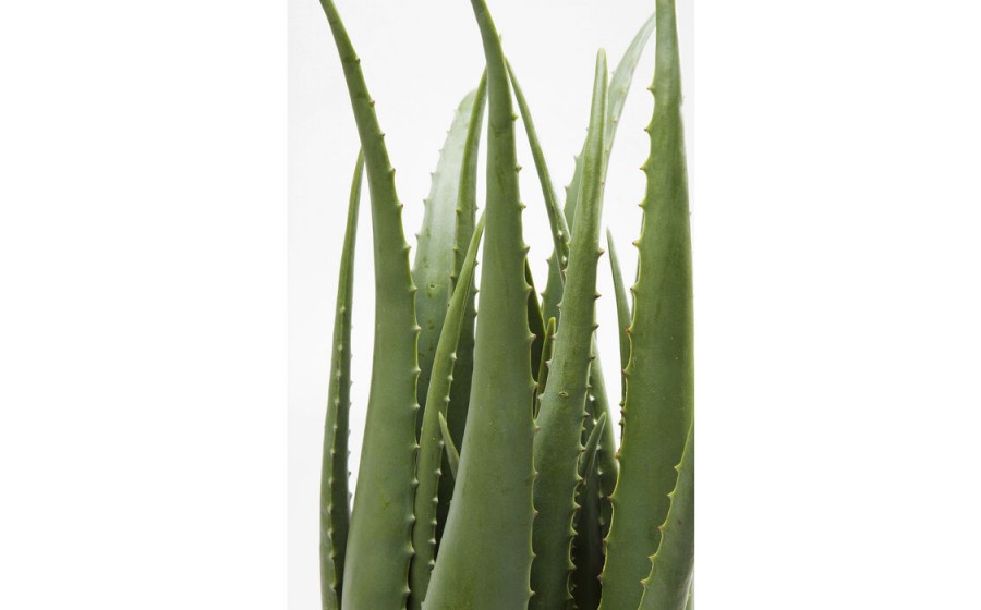 KARE roślina dekoracyjna ALOE 69 cm