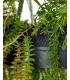 MOOSEE lampa wisząca GARDENS 50 czarna