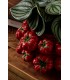 BIZZOTTO wazon GAZPACHO 26 czerwony