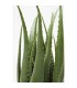 Expo KARE roślina dekoracyjna ALOE 69 cm