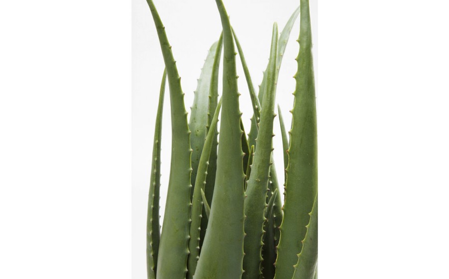 Expo KARE roślina dekoracyjna ALOE 69 cm