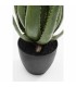 Expo KARE roślina dekoracyjna ALOE 69 cm