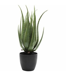 Expo KARE roślina dekoracyjna ALOE 69 cm