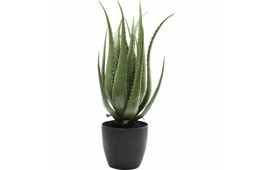 Expo KARE roślina dekoracyjna ALOE 69 cm